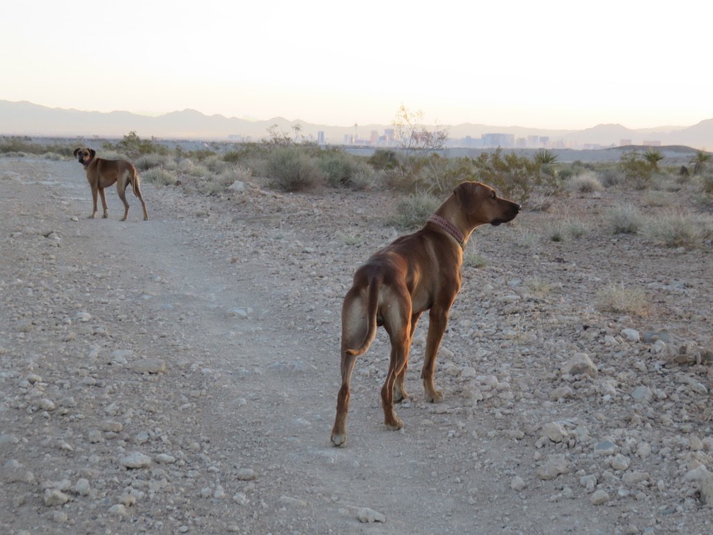 Lots of meals to make today. Enjoy some hiking pictures while we're working.
#petfood #pets #DogLover #dogsofinstagram #CatsOfTwitter #rawfood #rawfeeding #HealthyLiving #deserthiking