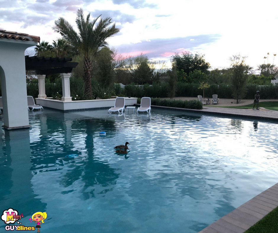 EatDressGo's tweet photo. Best Ducking Day Ever! https://t.co/pvnbFIBQP6 via @Melanyb12 https://t.co/b4TTh3QupU