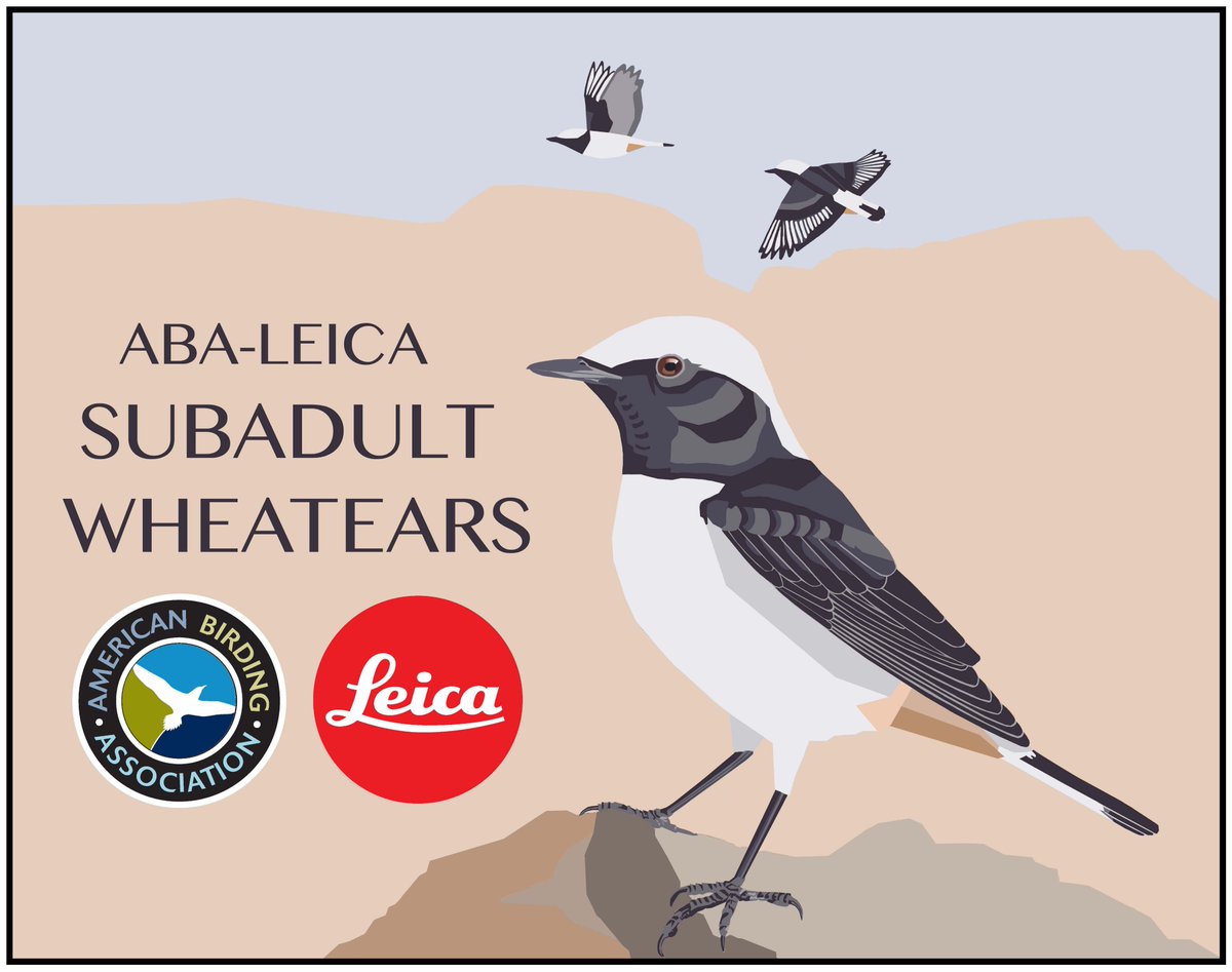 ABA's tweet photo. What to know what @flywaychampions race day was like for the ABA-Leica Subadult Wheatears? Follow along at The ABA Blog!

https://t.co/YAB7mhxYUD https://t.co/WdCTNPZeE1