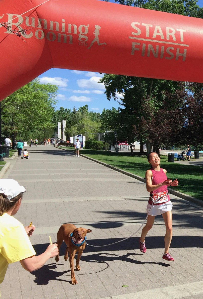 DogGoneRunning1's tweet photo. Look at how happy this #Vizsla is @ winning 2017 Doggy Dash! Amazing prizes avail to win this year. Refreshments provided by @Starbucks, @COBSBread and No Frills. Reg now https://t.co/1fX3jNUKPP in support of @AARCS_Canada https://t.co/A0lL7PwS5M