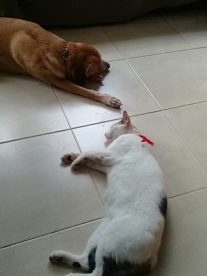 itzelita0204's tweet image. Amigos amigos amigos 🐺🐱#Sam #Labai