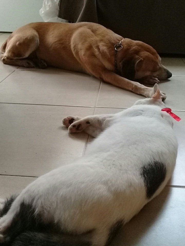 itzelita0204's tweet image. Amigos amigos amigos 🐺🐱#Sam #Labai