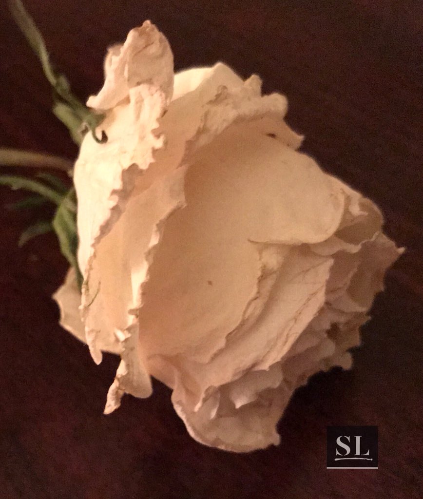 slgparrish's tweet image. “TIMELESS” @TheFleuriste @Austin_Monthly @insidethe405 @SFWorkshops @Saddleback @slgalleries @JRBArt @Beekman1802Boys @RosewoodHotels @artsandiego_ @HiltonHotels @ArtSantaFe #slgparrish #PhotographyIsArt #miamiart #Napa #photography #austintx #artlife #nature #flowerphotography