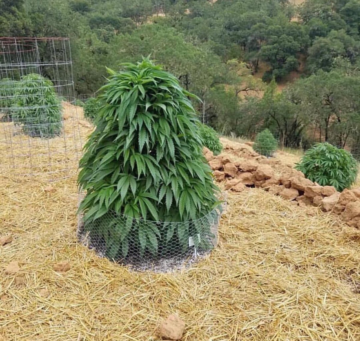cbdideas's tweet photo. cute little gal .
. -credit: @mendopony .
.
#cannabis #cannabisfarms #cannabisculture #hemp #cbd #thc #cannabiscommunity #homegrown #medicalmarijuana #growyourown #kush #dsybot #hightimes .
. https://t.co/huRBKyriIv