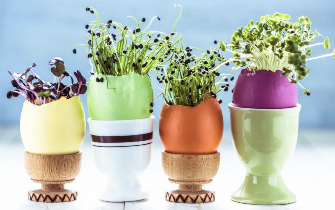 Learn to grow your own #superfoods this spring with <a href="/PAllenSmith/">P. Allen Smith</a>'s 'Naturally': bit.ly/2D5TejK