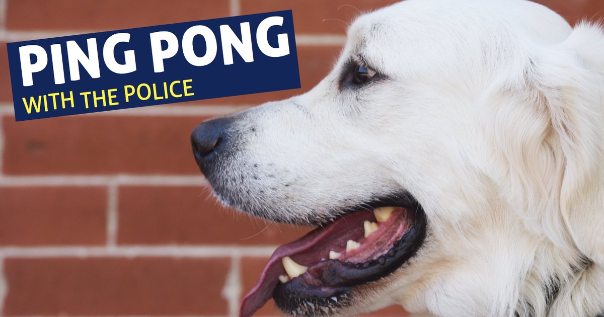 Stop by Sigi's Hub (Tivoli Suite 346) for Ping Pong With the Police today from 2-6pm. Dash will be there, and there'll be plenty of free pizza too!