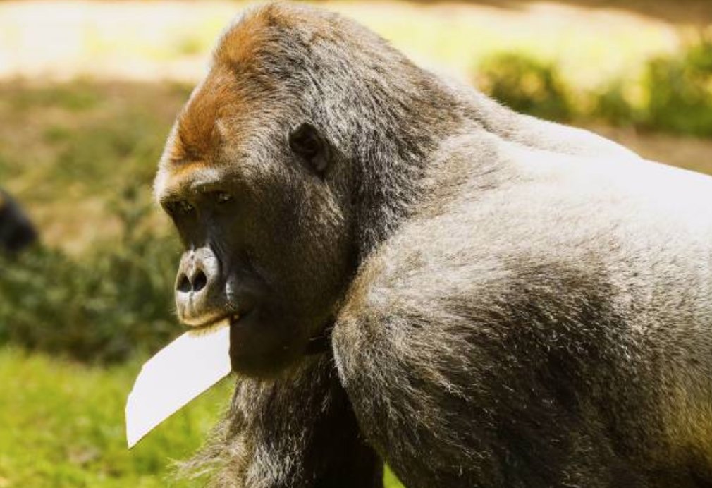 benshapiro's tweet photo. Happy Passover. And always remember Harambe. https://t.co/wEN6aSQf9g