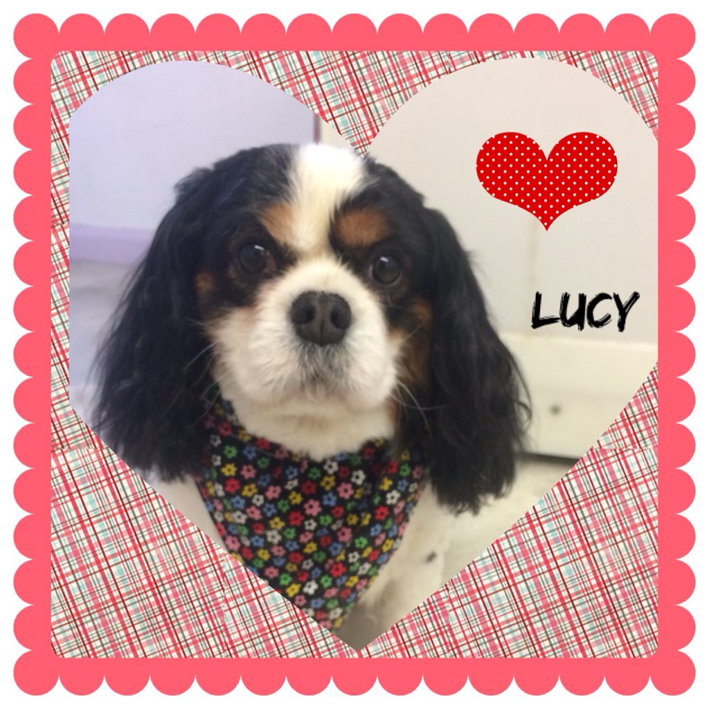 shampooch_k9's tweet photo. #Cavaliers #happyeaster #doggrooming #lakes #windermere https://t.co/8f38nK98yB