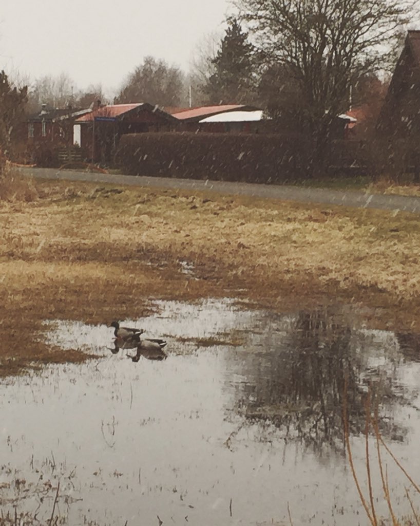 PsycheDK's tweet photo. Snow ducks. #springindenmark https://t.co/URqFHC850M