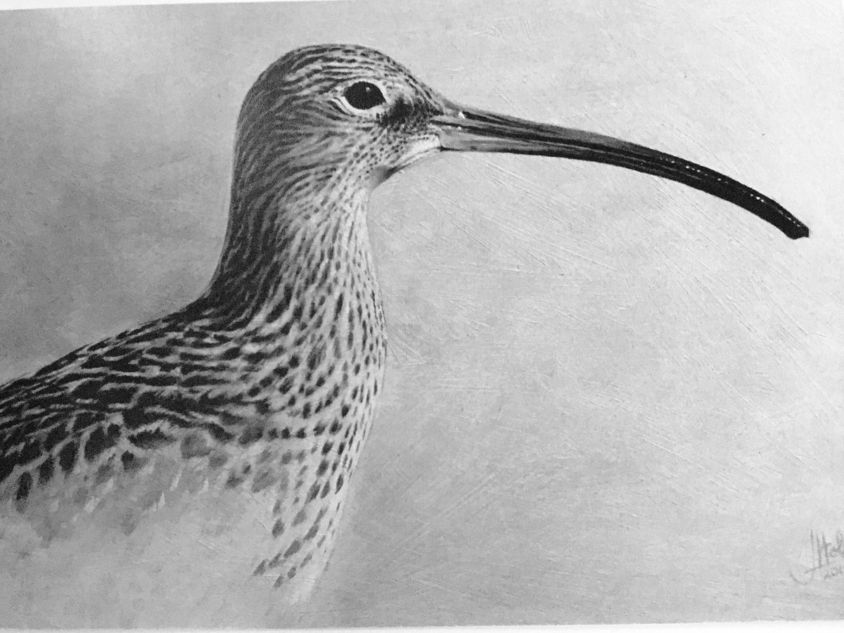 IanPotter007's tweet photo. A Pair of breeding Curlews returned to Swinscoe Hill Near Ashbourne on our fields last Saturday 24th and can be seen and heard daily now. https://t.co/U8UelErjQB