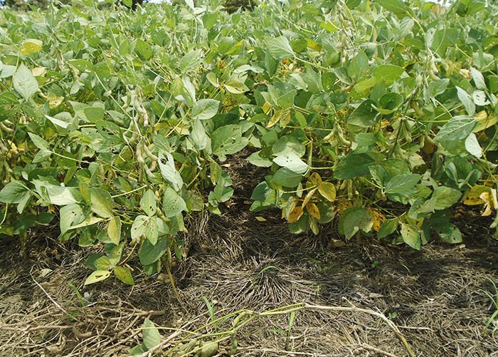 NorteAgroTO's tweet photo. No Tocantins pesquisa da @Embrapa aponta que plantio de soja em solo cultivado com forrageiras pode aumentar a produtividade em quase 50%
Saiba mais: https://t.co/mjWCtlt7BL
#NorteAgroTO #Agricultura #Agronegócio #Produtor #Produção #Soja #Grãos #Tocantins #forrageira https://t.co/qZ50EOq1hm