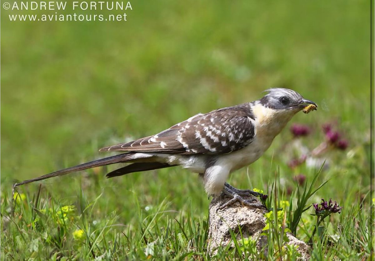 Aviantours's tweet image. Bird of the day during our #birdtours today, the magnificent and elegant #GreatSpottedCuckoo #birdwatching #birding #nature #birdphotography #photography #rspb #birdfair