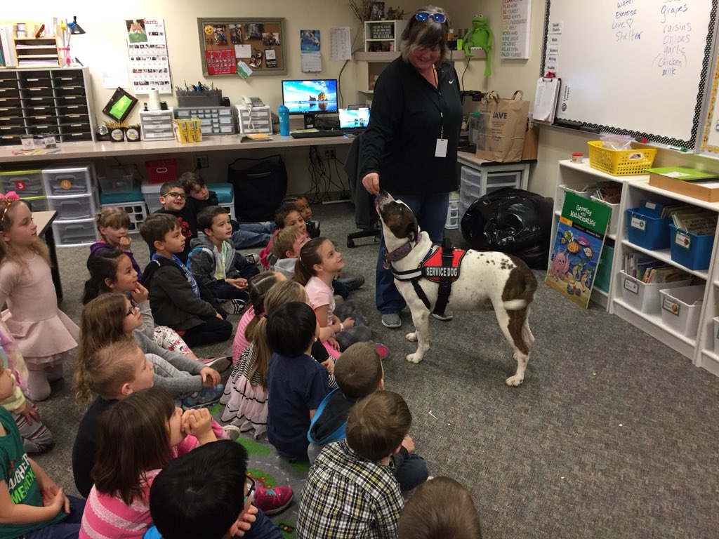 Mrs_Schofer's tweet photo. Special visit in kindergarten this morning from Skye, a service dog. We loved learning about all of her talents and how she helps people w/diabetes stay safe! #illahee #lovelearning #kindergartenmagic https://t.co/0klSbqDVLa