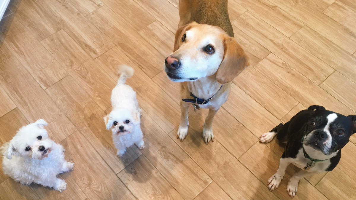 Dear @Nutrish and <a href="/rachaelray/">Rachael Ray</a>,

Thank you for being one of the first companies to take a stand and pull your ads from <a href="/IngrahamAngle/">Laura Ingraham</a>. That takes real courage and we can’t wait to try your dog treats!

Sincerely,
Touie, Trilly, Rugby &amp; Cody 🐶🐶🐶🐶
#BoycottIngrahamAdverts