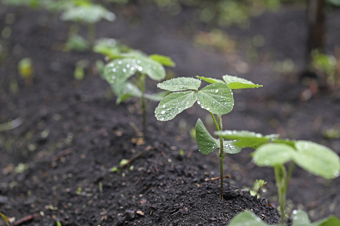 NutrienLTD's tweet photo. For more, check out this Q&A with an #agronomy expert from Nutrien Retail's #CropProductionServices: https://t.co/QryJGcq3Yy https://t.co/igINGxWA2D