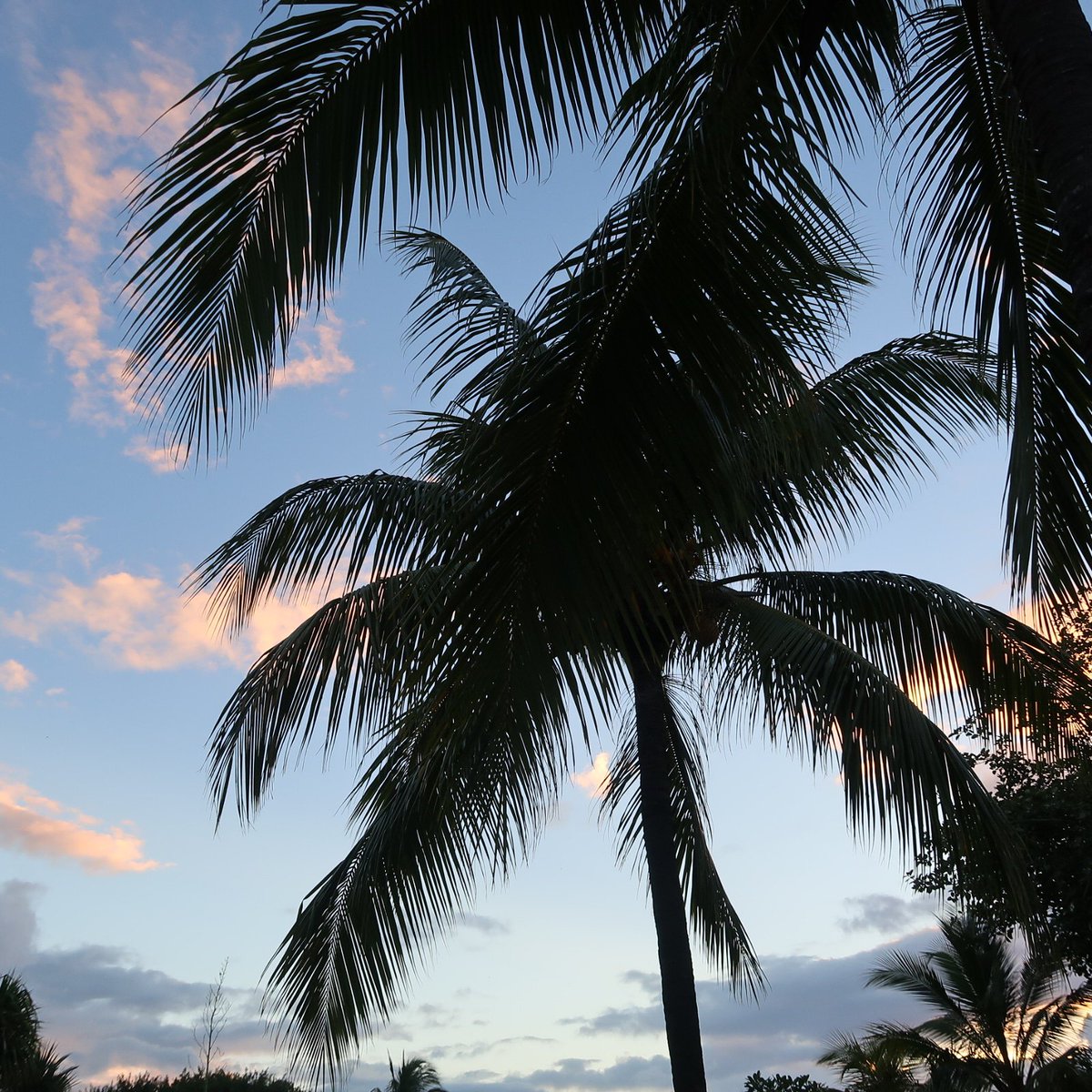 FaustineHealthy's tweet photo. Sun is setting... #Mauritius #ilemaurice #holidays #JeudiPhoto https://t.co/YuOV800p3Z