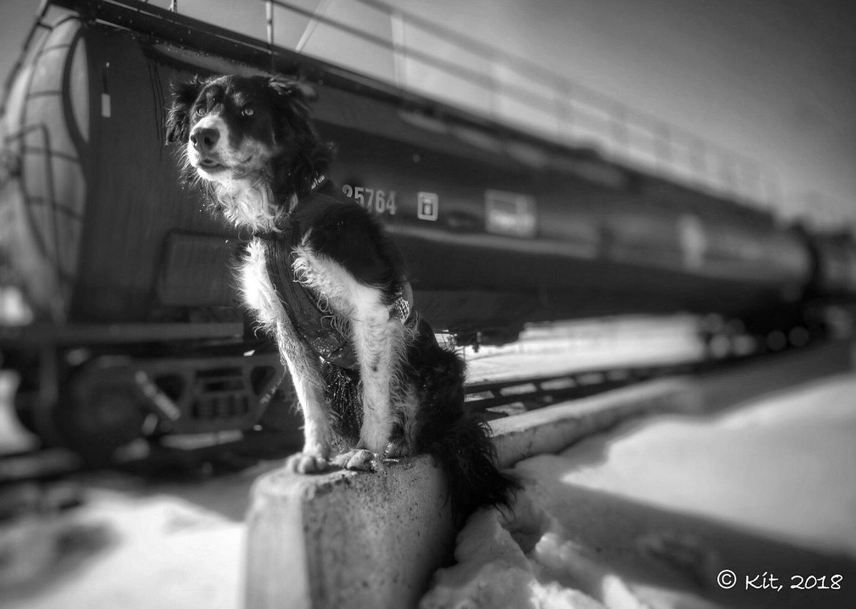 Kit_K9's tweet photo. SPEED QUEEN
With search speeds clocked at 48 kph, #Baillie🐾 is one of the fastest dogs on the @CANTF2 canine team. All disaster dogs are trained to #BarkAlert on finding a victim. #Baillie🐾’s distinctive bounce & bark has left her with the nickname, #BouncyDog. #USAR #K9 https://t.co/2h0yc81gw0