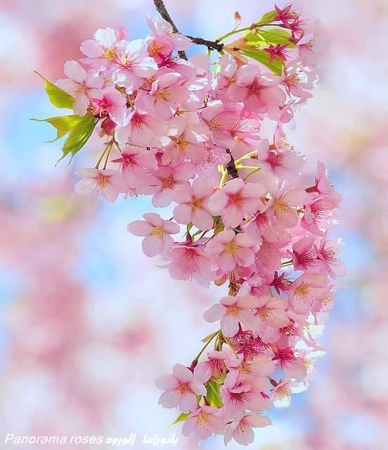 روائع أدبــــــية☘ tweet media