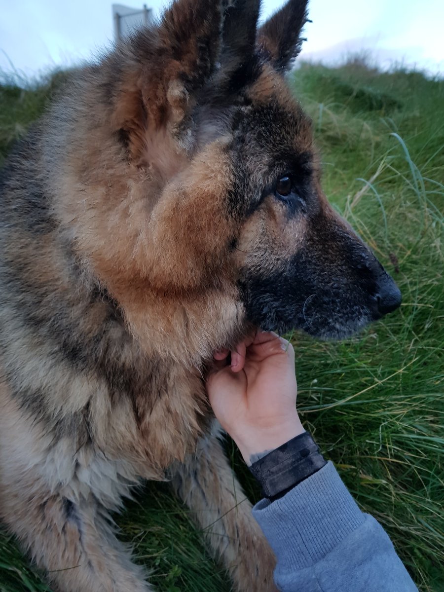 millypod1's tweet photo. SIMBA IS HOME. THANKS FOR RT's 😊🐕
 
Dunevly Road #Portaferry Northern Ireland #BT38

#BT14 #BT15 #BT36 #BT37 #BT39 #BT40
https://t.co/6I2U0aP26c https://t.co/RMaTJnwuSf