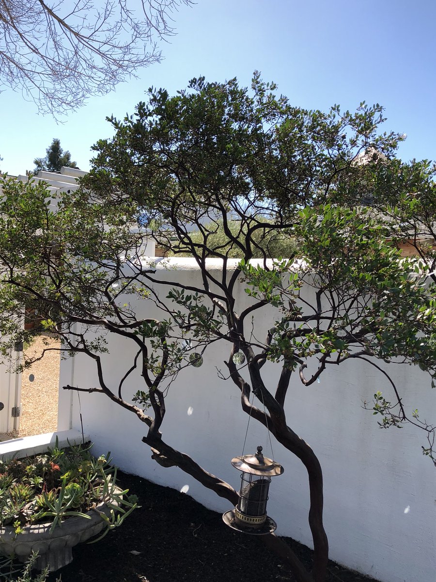 Dancing mirrors in the sunshine! #sonoma #springtime #beauty