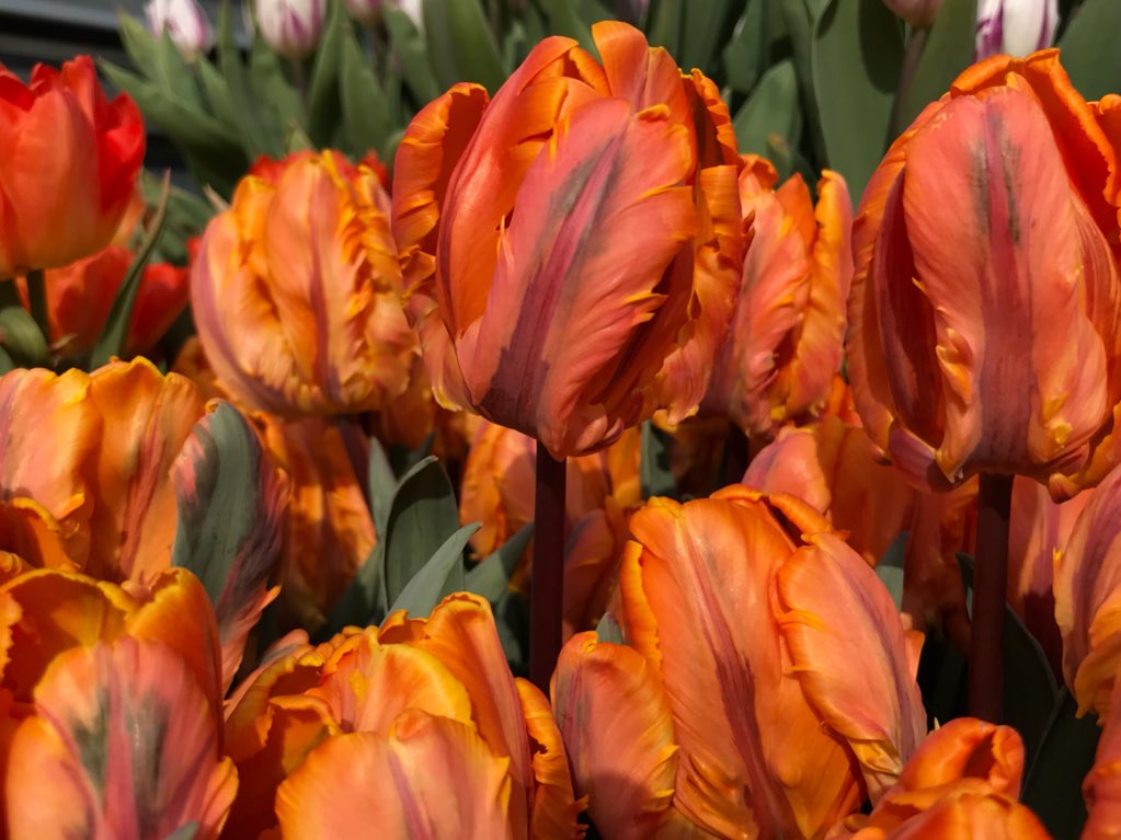 schnattchenrena's tweet photo. Beautiful Irene Parrot Tulips ๐งก๐งก๐งก #HappySpring #HappyEasterTime https://t.co/D1adU07PGD