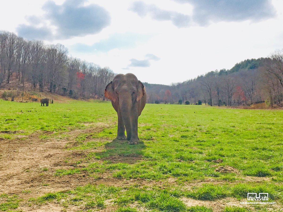 The Elephant Sanctuary tweet media