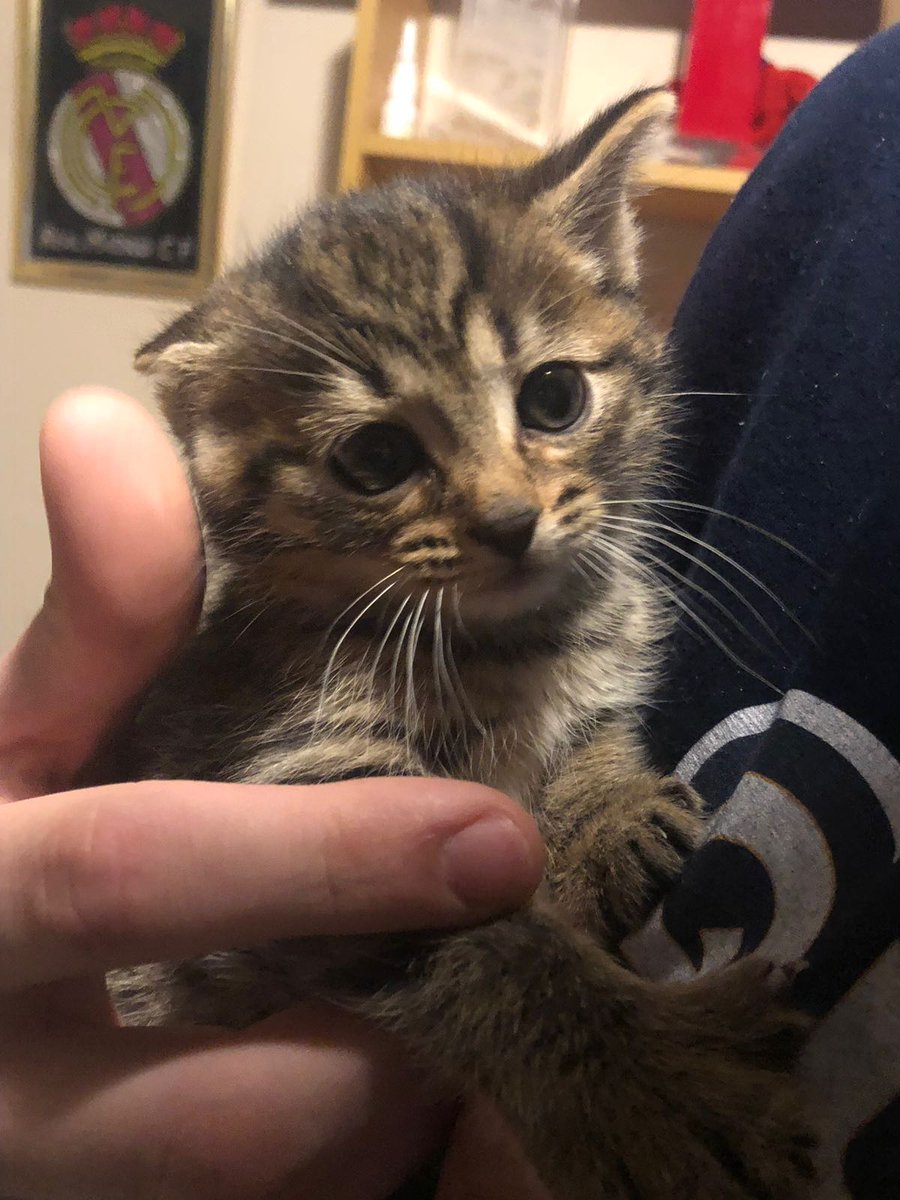 SokingRcQ's tweet photo. Bienvenido a la familia, Rocky.😍😍😍😍😍😍 https://t.co/JIYiPSKOQa