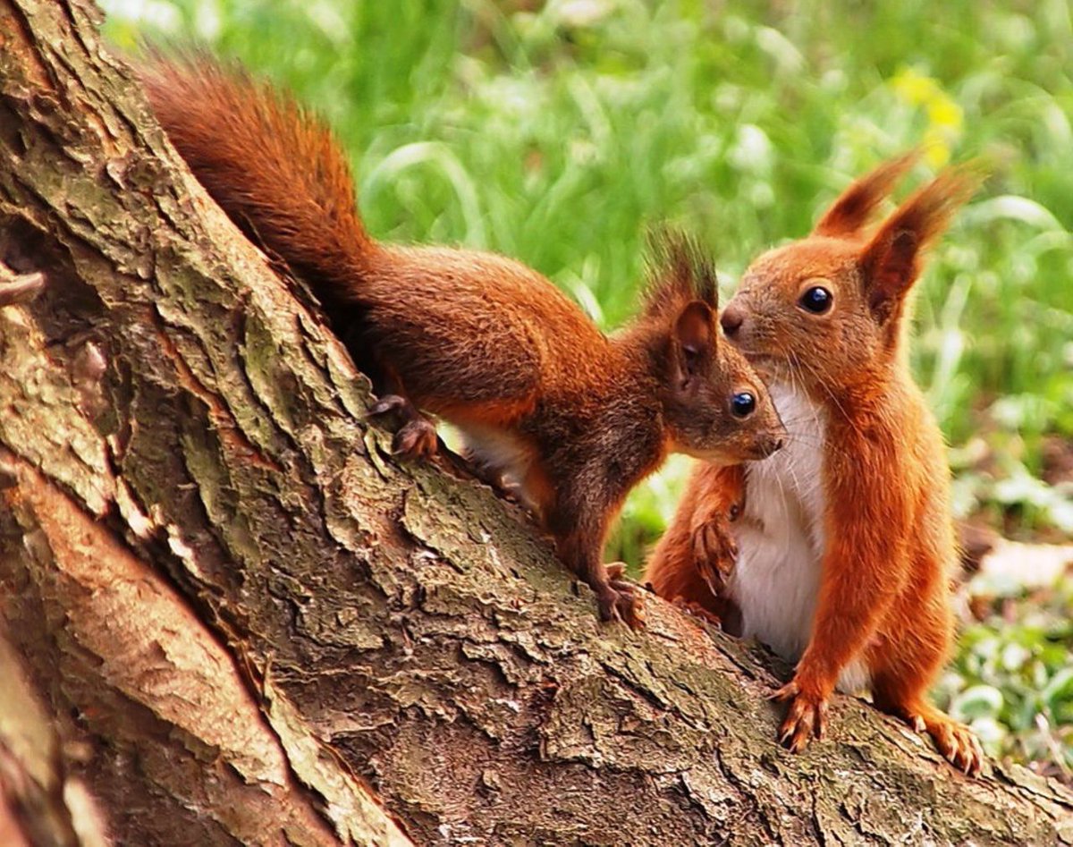 Where do squirrels live