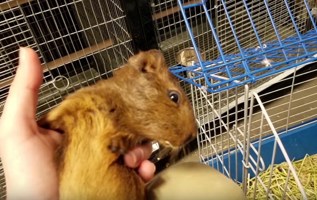 PETA on Twitter "BREAKING New PETA eyewitness footage shows sick, deprived, & dying animals