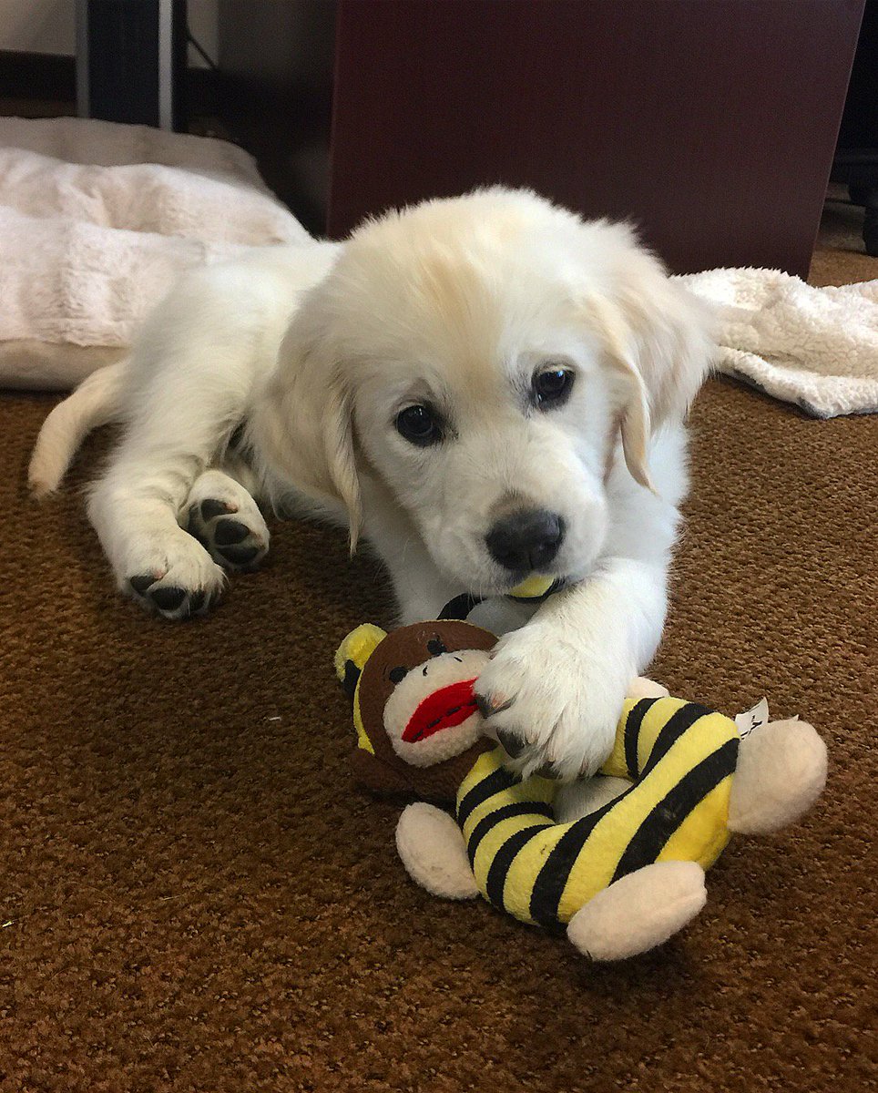 Meet our newest colleague, Hunter! He is only 3 months old but 11/10 already a valued member of our office @dog_rates #weratedogs #dogfriendlyoffice