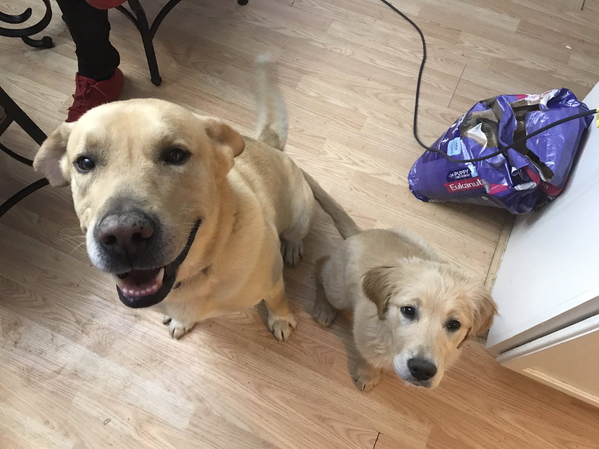 PamSilies's tweet photo. ANYONE WHO IS IN THE ARNOLD IMPERIAL AREA PLEASE LOOK FOR MY DOGS. SIMBA AND REGGIE ARE MISSING. PLEASE PLEASE SPREAD THIS AROUND https://t.co/DXeniqBl9n