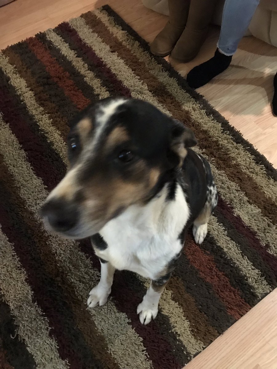 PamSilies's tweet photo. ANYONE WHO IS IN THE ARNOLD IMPERIAL AREA PLEASE LOOK FOR MY DOGS. SIMBA AND REGGIE ARE MISSING. PLEASE PLEASE SPREAD THIS AROUND https://t.co/DXeniqBl9n