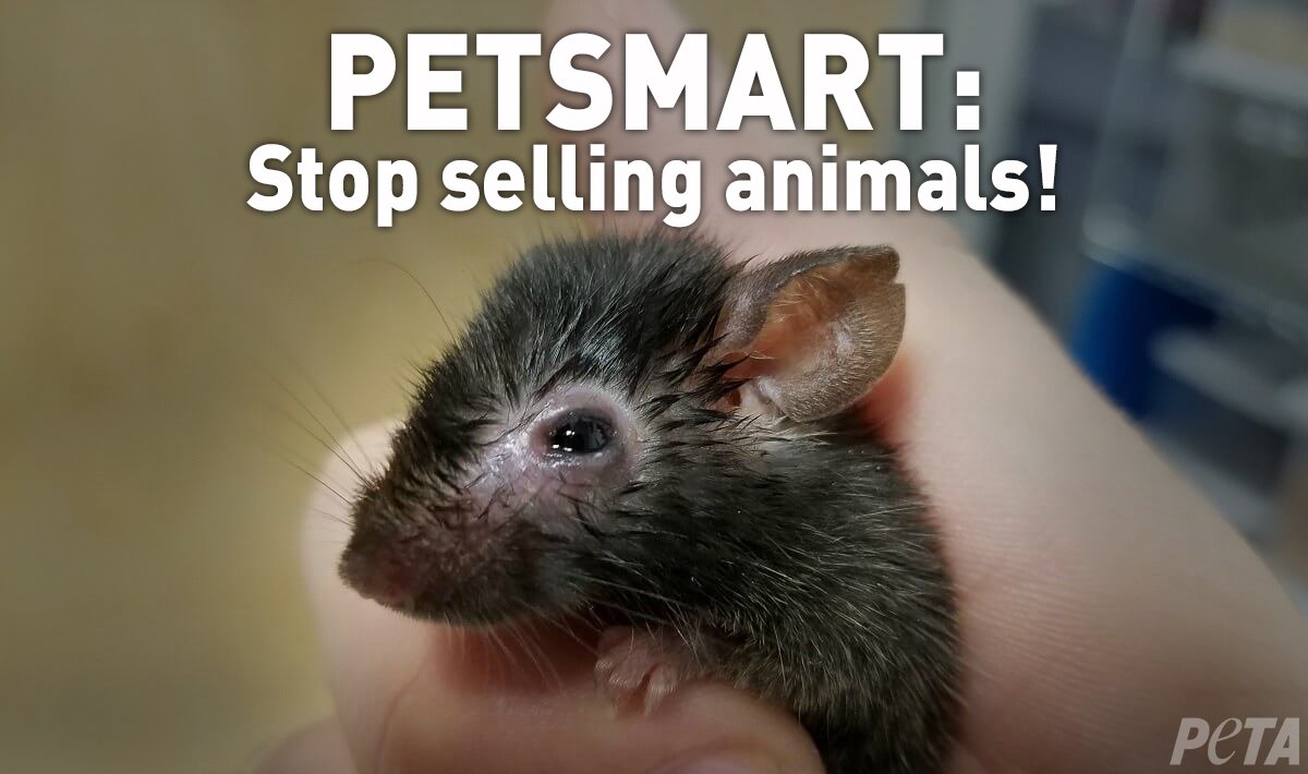 PETA ️🦊 on Twitter: "NEVER buy ANYTHING from retailers that sell