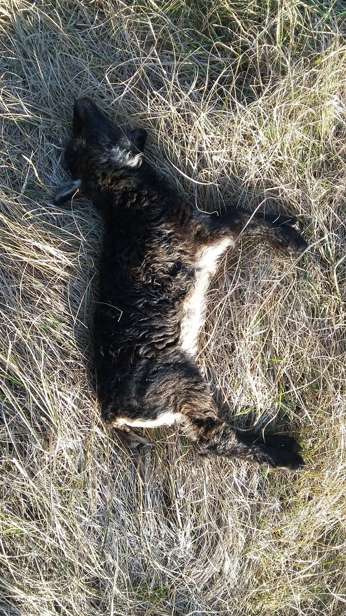 Bosw8erBertwin's tweet photo. Einde van de middag melding van loslopende hond met lam in bek. Lam heeft het helaas niet overleefd. Eigenaar hond proces verbaal gegeven. Honden aan de lijn! #Vlieland https://t.co/X54UTCnpBd