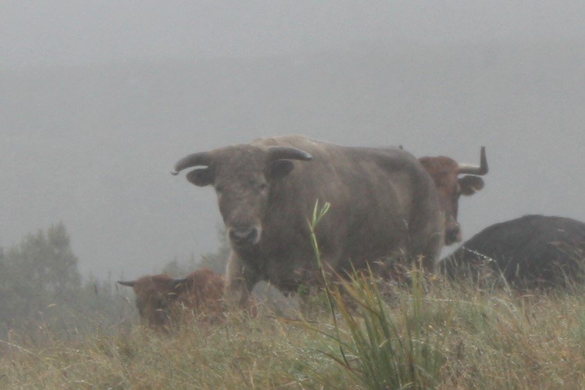 GraciosoI's tweet photo. Toro #Vendimiador  un nuevo semental de la ganadería, escogido por reata, que pasta en las tierras de #Usme https://t.co/Jrb7ue2Y46