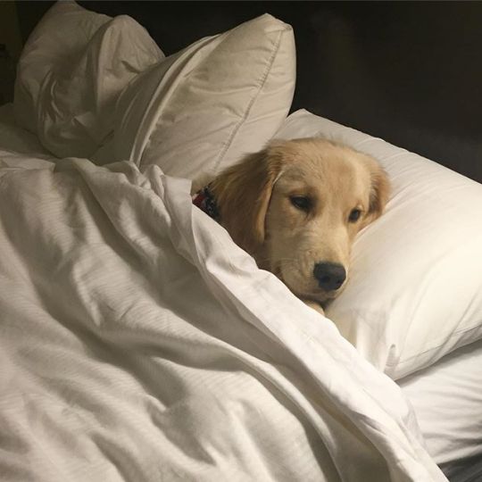 When you wake up thinking its Friday, then realize its still Thursday #mood #takemebacktosleep #godawgstho
.
.
.
#springhillsuites #athens #georgia #hotel #hotelstay #marriott #marriottrewards #hotelroom #hotellife #hotellobby #hotelpool #hotelsuite #hospitality