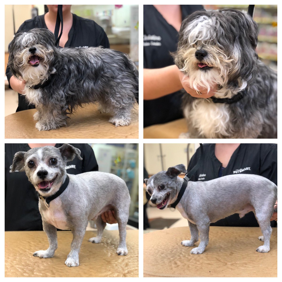 Rio Petsmart Salon tweet media