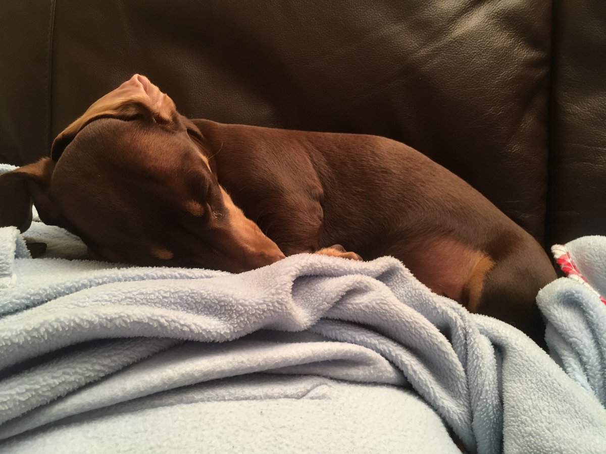 Sleeping Stanley has taken up all the sofa!! #cutestdachshund #dachshund #dachshundpuppy #doxie #daxie #sleepingsausagedog #sensiblestanley