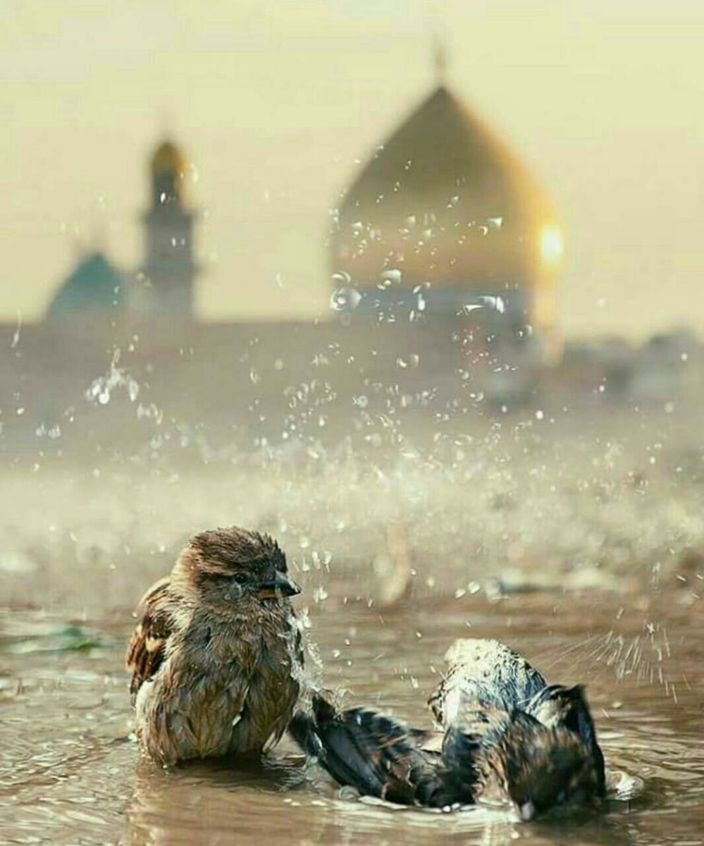 لا تمتْ يا رفيقي...فقد وصلنا كربلاء 💙
