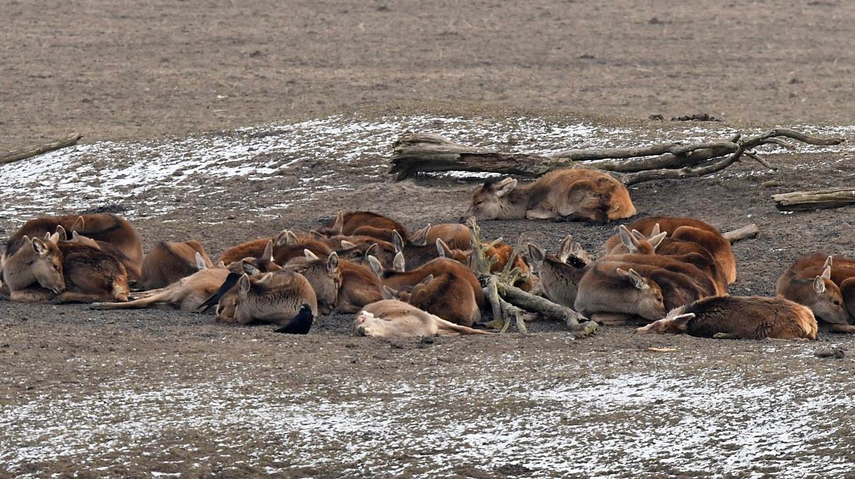 ZangeresHanny's tweet photo. @pamfoundation @peta @hansklokmagic @OmroepFlevoland @OmroepGLD @B2VoiceNot2Echo @RidderDionGraus @MerlotVine
No words needed!!! Oostvaardersplassen 2010 en anno 2018 #StopThisKilling @PS_Flevoland #OvpHorror https://t.co/IbLN31MXhe