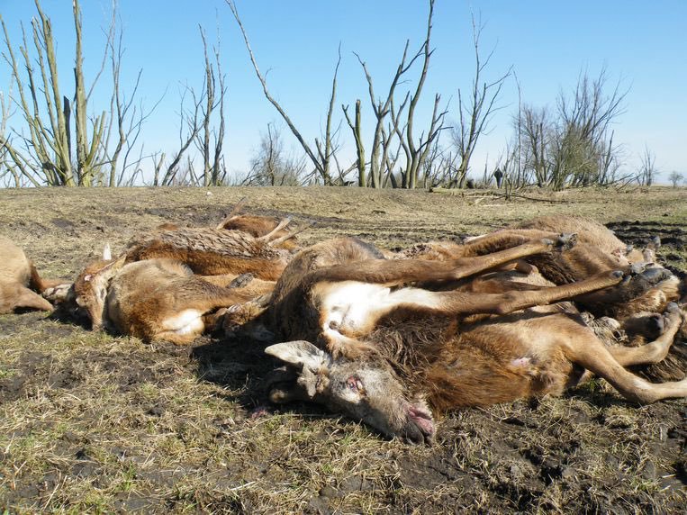 ZangeresHanny's tweet photo. @pamfoundation @peta @hansklokmagic @OmroepFlevoland @OmroepGLD @B2VoiceNot2Echo @RidderDionGraus @MerlotVine
No words needed!!! Oostvaardersplassen 2010 en anno 2018 #StopThisKilling @PS_Flevoland #OvpHorror https://t.co/IbLN31MXhe