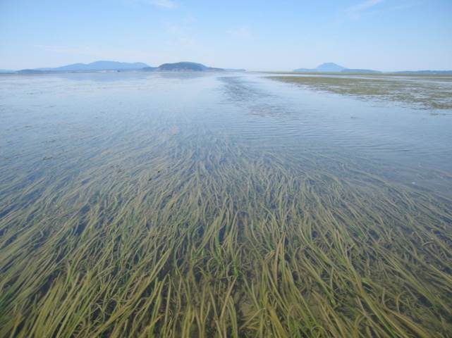 NOAA Digital Coast (@noaadigcoast) on Twitter photo Padilla Bay #NERR protects 1 of the largest beds of #eelgrass in the contiguous US! go.usa.gov/xQxCb #seagrass <a href="/PadillaResearch/">Padilla Bay NERR</a> Padilla Bay #NERR protects 1 of the largest beds of #eelgrass in the contiguous US! go.usa.gov/xQxCb #seagrass <a href="/PadillaResearch/">Padilla Bay NERR</a>