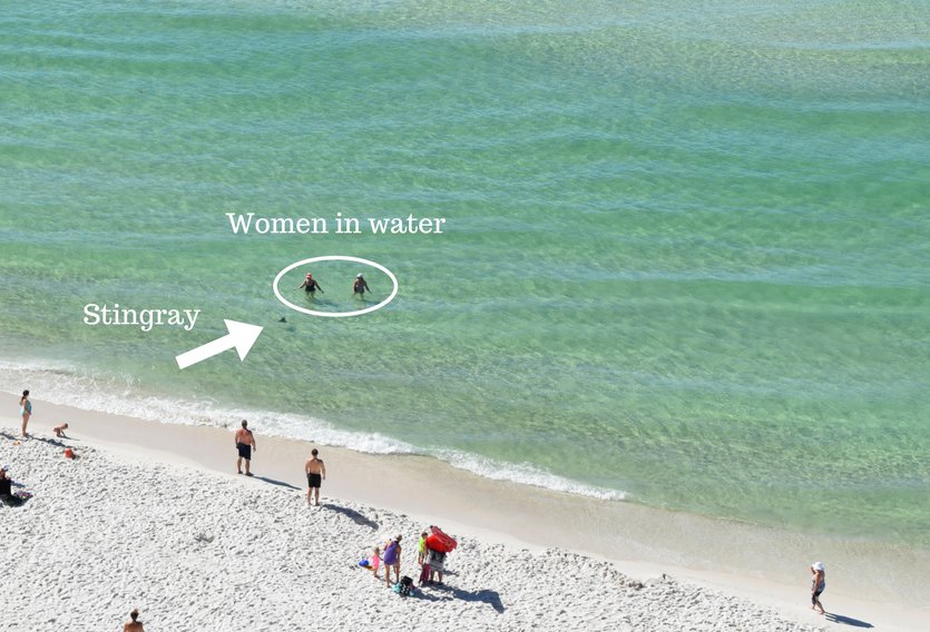BingeWorthyLife's tweet photo. Good thing the water is clear!!!
https://t.co/i4Sz9akXLy
#panamacitybeach #vacation #ShoresOfPanama #deepseafishing #craftbeer #travel #traveler #blog #blogger #trip #beach #abingeworthylife https://t.co/PmLKbqU9YR
