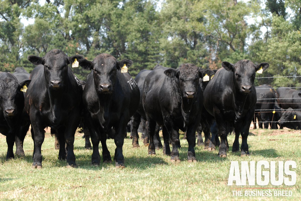 AngusAssoc's tweet image. When it comes to selecting herd genetics, we know you have a lot of choices. Selecting a registered Angus bull means you're buying generations of pedigrees, carefully measured performance data and genomic information. Make the most of your investment, choose registered Angus.
