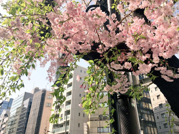 おはパンダ( ◔ω◔) 