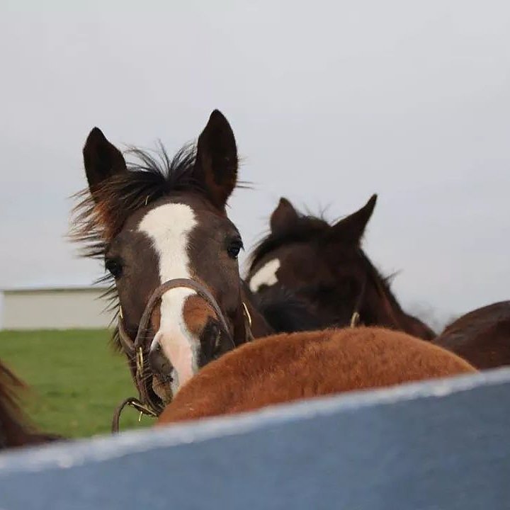 Park Equine Hospital tweet media