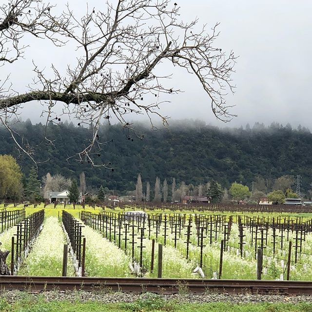 ehoffman73's tweet photo. Back in two weeks to Napa again... looking for some sun we missed last trip. When we come from Minnesota each trip...we need the sun in the winter!!#napavalley #napa #californiasun #wine #winelover #winetasting #nosnow #escapeminnesota https://t.co/lK4AUsPlUu https://t.co/Vf9kwrOlbt