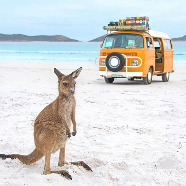Baby joey on an Aussie beach. Put a shrimp on the barbi and we'll get the passports ready. @hollywoodpartner @crocodilehunter247 <a href="/natgeo/">National Geographic</a> #australia #aussie #ozzie #howtospeakaustralian #kangaroo #beach #adventure #traveltheworld #fun #traveldocs #passportready