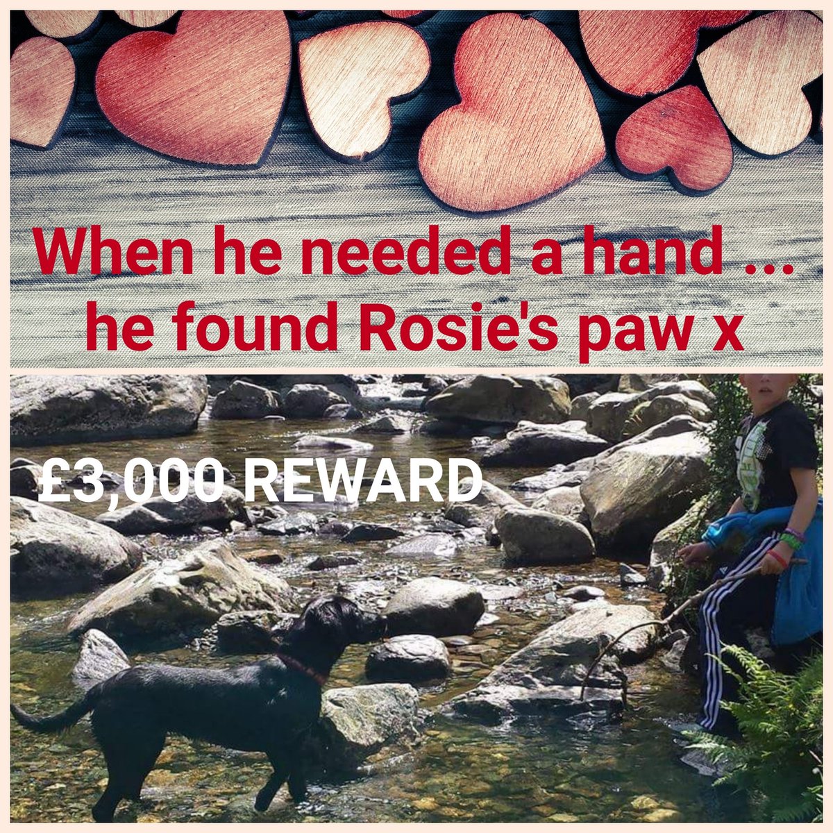 rosieismissing's tweet photo. Time to come home to #holyhead and your boy Rosie #supportdogs #epilespsy #autism #anxiety #assistancedogs #helpfindrosie (Facebook https://t.co/f2q9lO0zEl ) https://t.co/bs07JKBTYH https://t.co/WuScUGNLVx