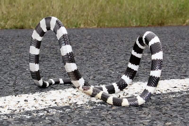 Hoop Snake